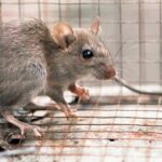Rat Exterminator Services