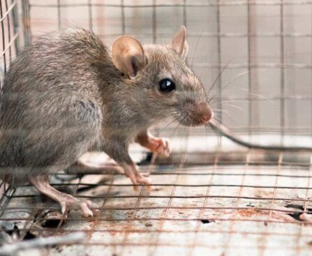 Rat Exterminator Services
